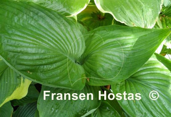 Hosta Dream Boat